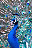 Costa Rica, Central America. Captive. India Blue Peacock displaying.