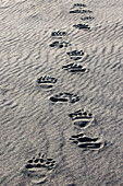 Adult grizzly bear tracks on sandy beach, Lake Clark National Park and Preserve, Alaska, Silver Salmon Creek