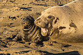 USA, California, San Luis Obispo County. Northern elephant seal female and pup