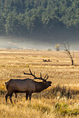 USA, Colorado, Rocky Mountain National Park. Male elk bugling