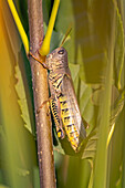 USA, Colorado, Boulder. Large grasshopper on stem.