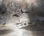 Geese in the mist in Colorado's Rocky Mountains