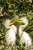 USA, Florida, Anastasia Island, Alligator Farm. Great egret chicks on nest