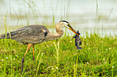 USA, Florida, Lake Apopka. Great blue heron with fish catch