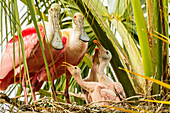 USA, Florida, Anastasia Island, Alligator Farm. Roseate spoonbill chick and parents on nest