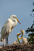 USA, Florida, Anastasia Island. Great egret parent feeding chicks on nest.