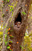 USA, Georgia, Savannah. Owl and baby at nest in oak tree with trumpet vine blooming.
