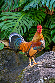 Feral rooster, Kauai, Hawaii, USA.