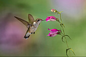 Female Ruby-throated hummingbird flying around flower, Louisville, Kentucky