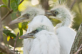 USA, Louisiana, Miller's Lake. Little blue heron chicks