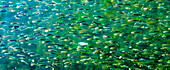 Buzzards Bay, Dartmouth, Massachusetts. Millionen Pogy-Fische tummeln sich neben der Padanaram-Brücke