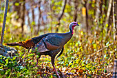 USA, Minnesota, Mendota Heights, Wild Turkey