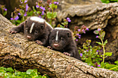 USA, Minnesota, Pine County. Striped skunk kits on log
