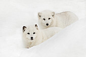 Polarfuchs im Schnee, (Captive) Montana, beheimatet in arktischen Regionen der nördlichen Hemisphäre.