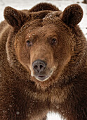 Grizzlybär im Winter, Ursus Arctos, (Captive) Montana