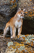 Captive Mountain Lion is perched on orange lichen covered cliff, Montana