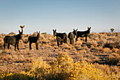 Wilde Eselherde, Goldfield, Nevada, USA