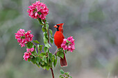 Männlicher Kardinal, Rio Grande Valley, Texas
