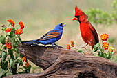 Blauer Kernbeißer und männlicher nördlicher Kardinal kämpfen. Rio Grande-Tal, Texas