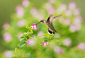 Ruby-throated Hummingbird (Archilochus colubris), female in flight feeding on Wishbone flower (Torenia fournieri), Hill Country, Texas, USA