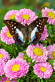 Tropischer Schmetterling, Polyura cognatus, auf rosa blühenden Müttern