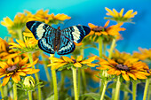 Tropischer Schmetterling, Panacea procilla, auf Hirta-Gänseblümchen