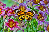 Nordamerikanischer Schmetterling der Monarch auf lila gemalten Zungenblumen