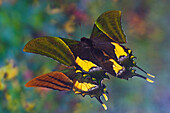 Rare swallowtail butterfly, Teinopalpus imperialis, reflection