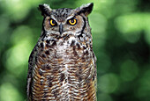 Great horned owl (Bubo virginianus), western Cascade Mountains, Washington State, USA