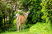 USA, Washington State, Bellevue. Black-tailed deer (Odocoileus hemionus columbianus) male in suburban backyard. Antlers still covered with velvet in early summer.