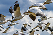 Snow geese flying, Skagit Valley, Washington State.