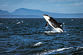 Gerade von Juan de Fuca, einem im Süden ansässigen Killerwal, der durchbricht.