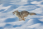 Kojote läuft durch Neuschnee, Yellowstone-Nationalpark, Wyoming