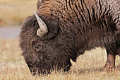Amerikanischer Bison. Yellowstone-Nationalpark, Wyoming