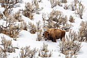 USA, Wyoming, Yellowstone-Nationalpark. Bison im Schnee