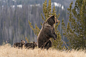 USA, Wyoming, Bridger-Teton National Forest. Standing grizzly bear sow with spring cubs.