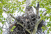 USA, Wyoming, Grand Teton National Park, female Great Gray Owl sits on her stick nest in an aspen tree with one of her chicks visible.