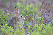 USA, Wyoming, Lincoln County, young cottontail rabbit sits amongst grasses.
