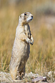 USA, Wyoming, Sublette County, White-tailed Prairie Dog stands on it's hind legs for a better view.