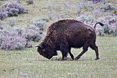 Yellowstone Nationalpark. Eine amerikanische Bisonkuh handelt rasend.