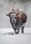 USA, Yellowstone National Park. One bison during winter.