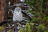 Great Gray Owl (Strix Nebulosa) Yellowstone National Park, Wyoming