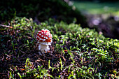 Fliegenpilz in Herbstlaub, Amanita muscaria, Hintergrund unscharf, Bayern, Deutschland, Europa