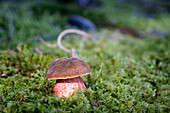 Flake-stemmed witch boletus (Neoboletus erythropus) on moss in forest with puddle on guard, Bavaria, Germany, Europe