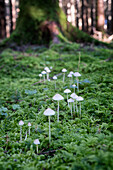 Helmling fungus (Mycena) in moss, Bavaria, Germany, Europe