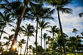 Palmen im Sonnenaufgang am Strand von Miami Beach, Florida, USA