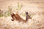 Fawn on the jump in the oat field