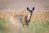 Fawn in the grass in front of a wheat field