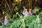 Junge Rebhühner in herbstlicher Umgebeung in ihrem Lebensraum Knick, Rebhuhn, Hühnervogel