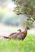 Young pheasant cock and pheasant hen at the edge of the field, pheasant, field, animal